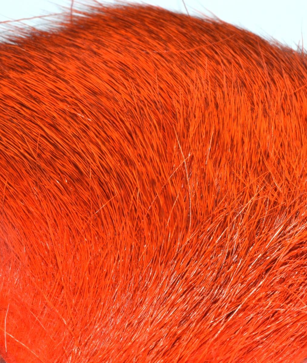 Värjätty peurankarva, Orange